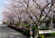 和歌山市　川永団地の桜並木